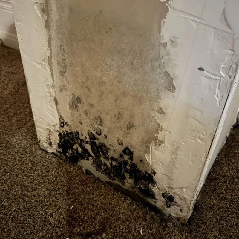 Professional Mold Removal in Brunswick County, VA